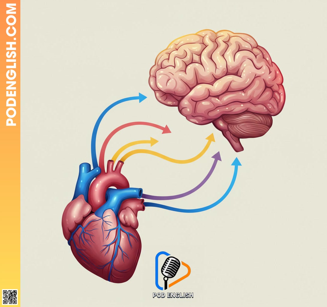 The Vital Link Between Your Heart and Brain